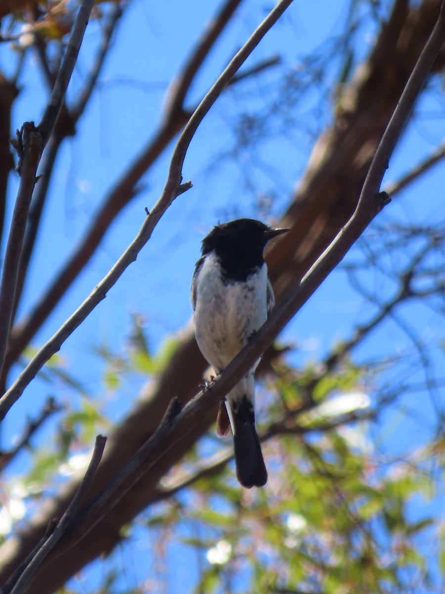 Hooded Robin - ML627364288