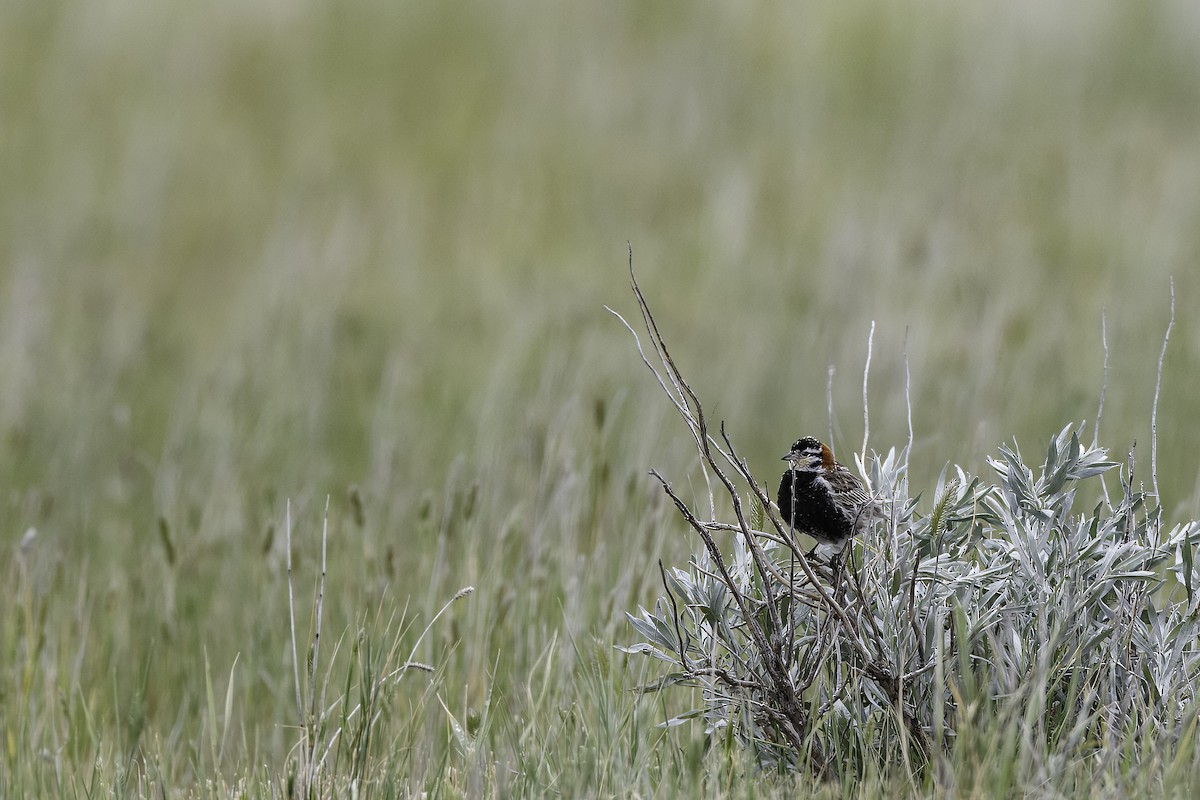 Chestnut-collared Longspur - ML627364424