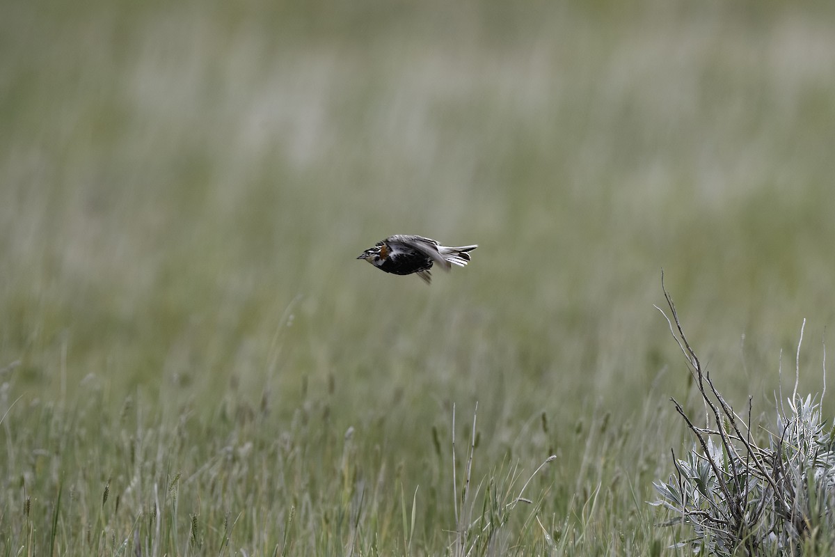 Chestnut-collared Longspur - ML627364426