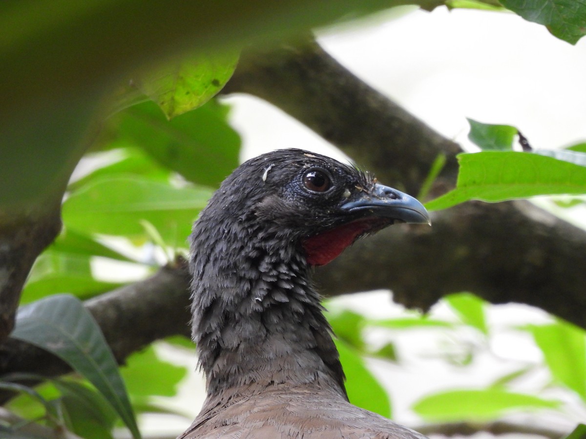 Chachalaca Culirroja - ML627364632