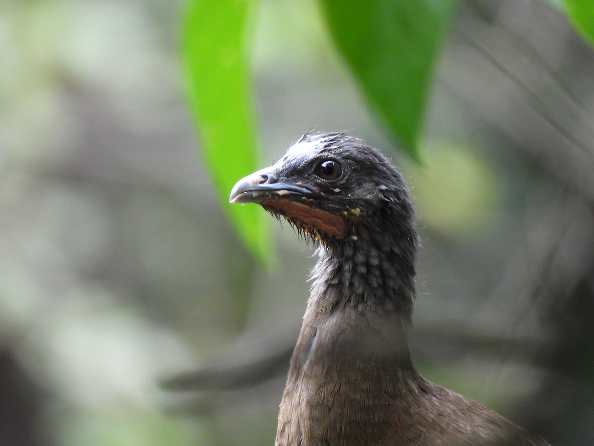 Chachalaca Culirroja - ML627364633