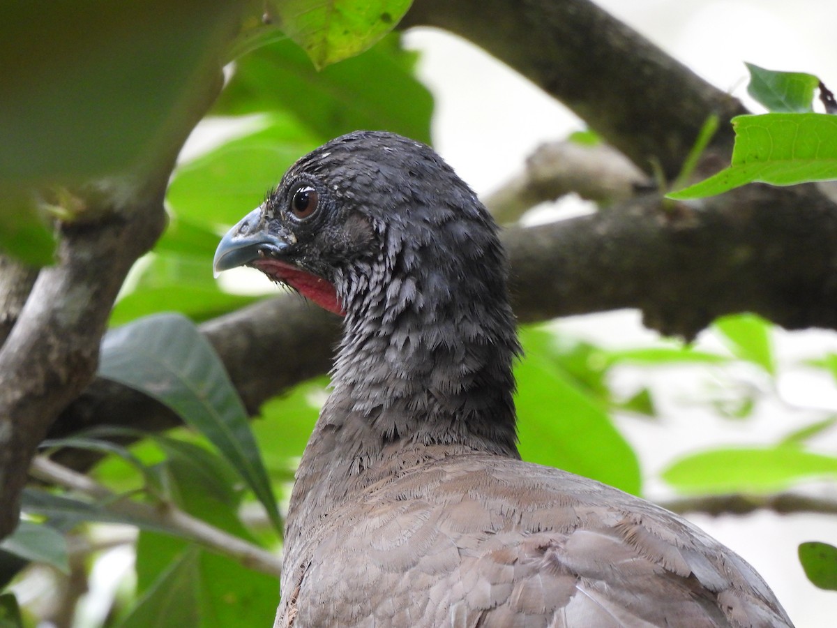 Chachalaca Culirroja - ML627364634