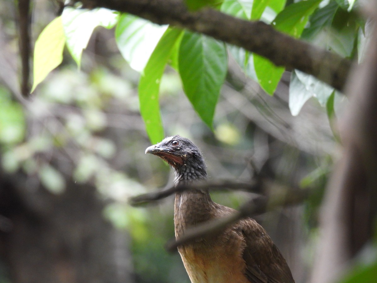 Chachalaca Culirroja - ML627364635