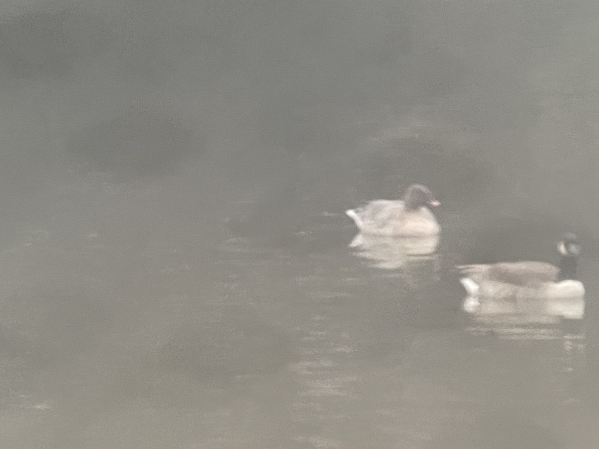 Pink-footed Goose - ML627364759