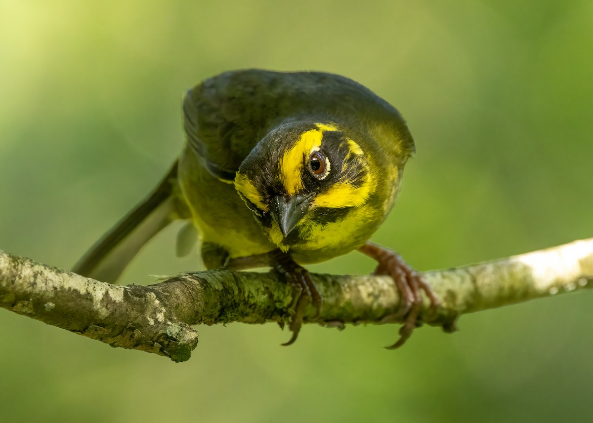 Yellow-striped Brushfinch - ML627365210