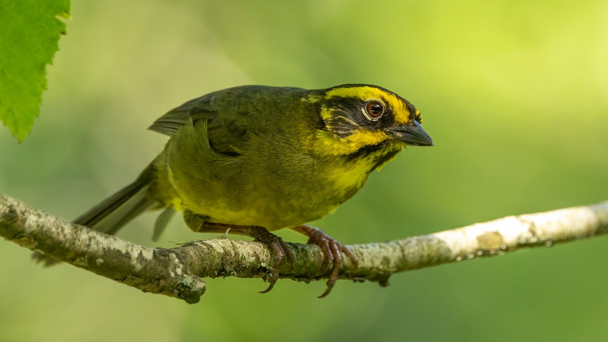 Yellow-striped Brushfinch - ML627365211