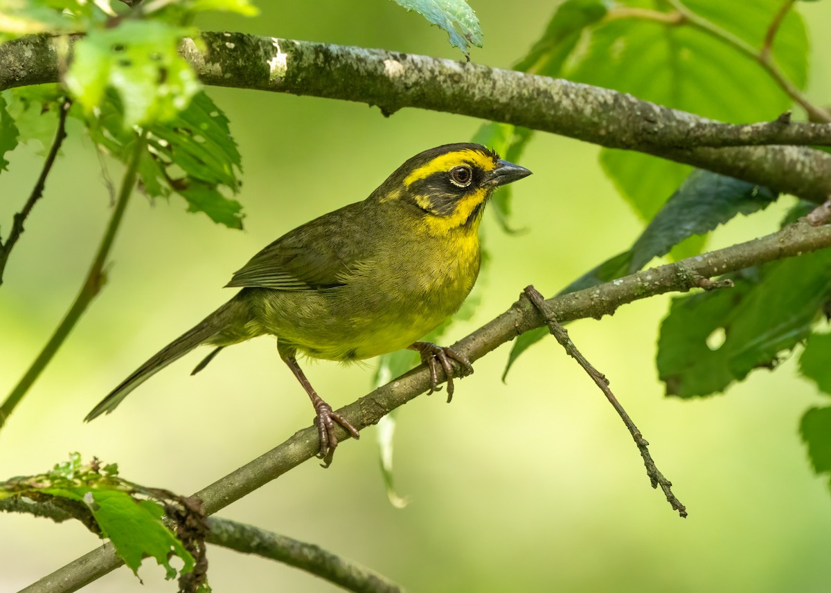 Yellow-striped Brushfinch - ML627365212