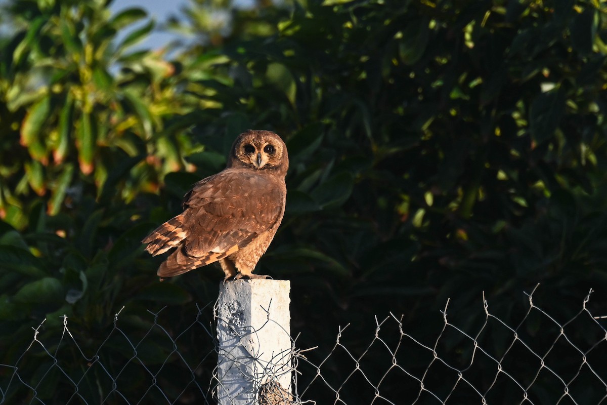 Hibou du Cap - ML627365264