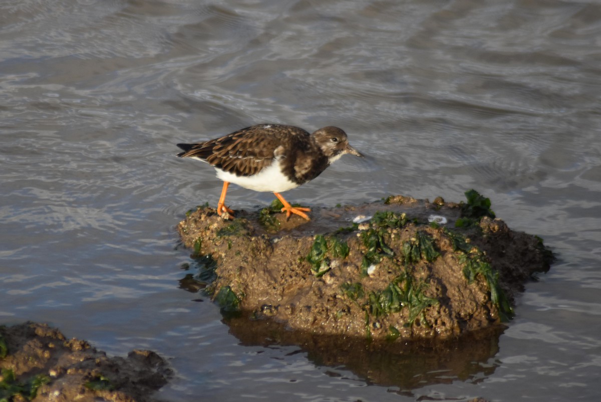 Ruddy Turnstone - ML627365674