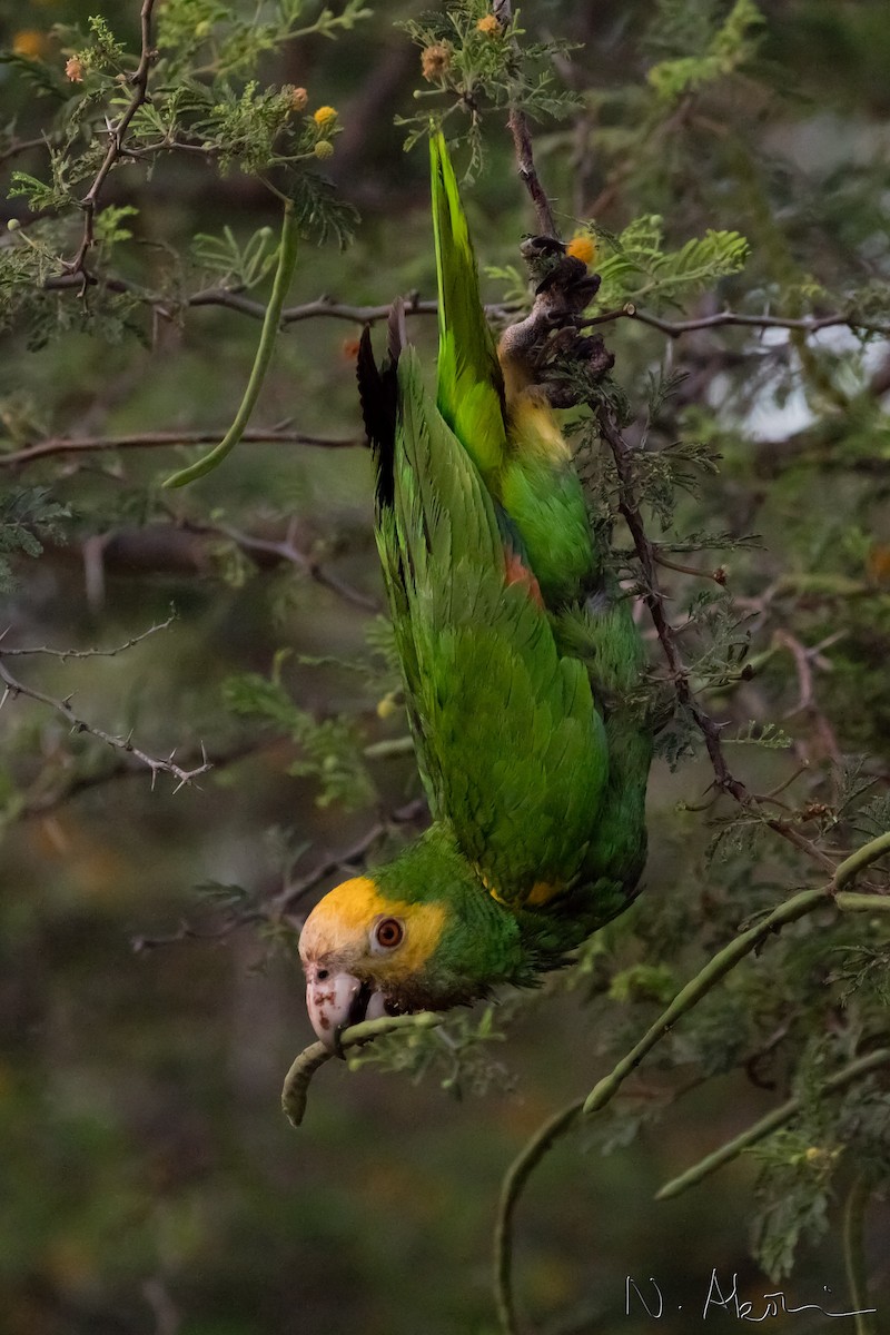 Yellow-shouldered Parrot - Nagi Aboulenein