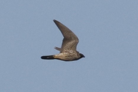 Эгэл шонхор - ML627365713