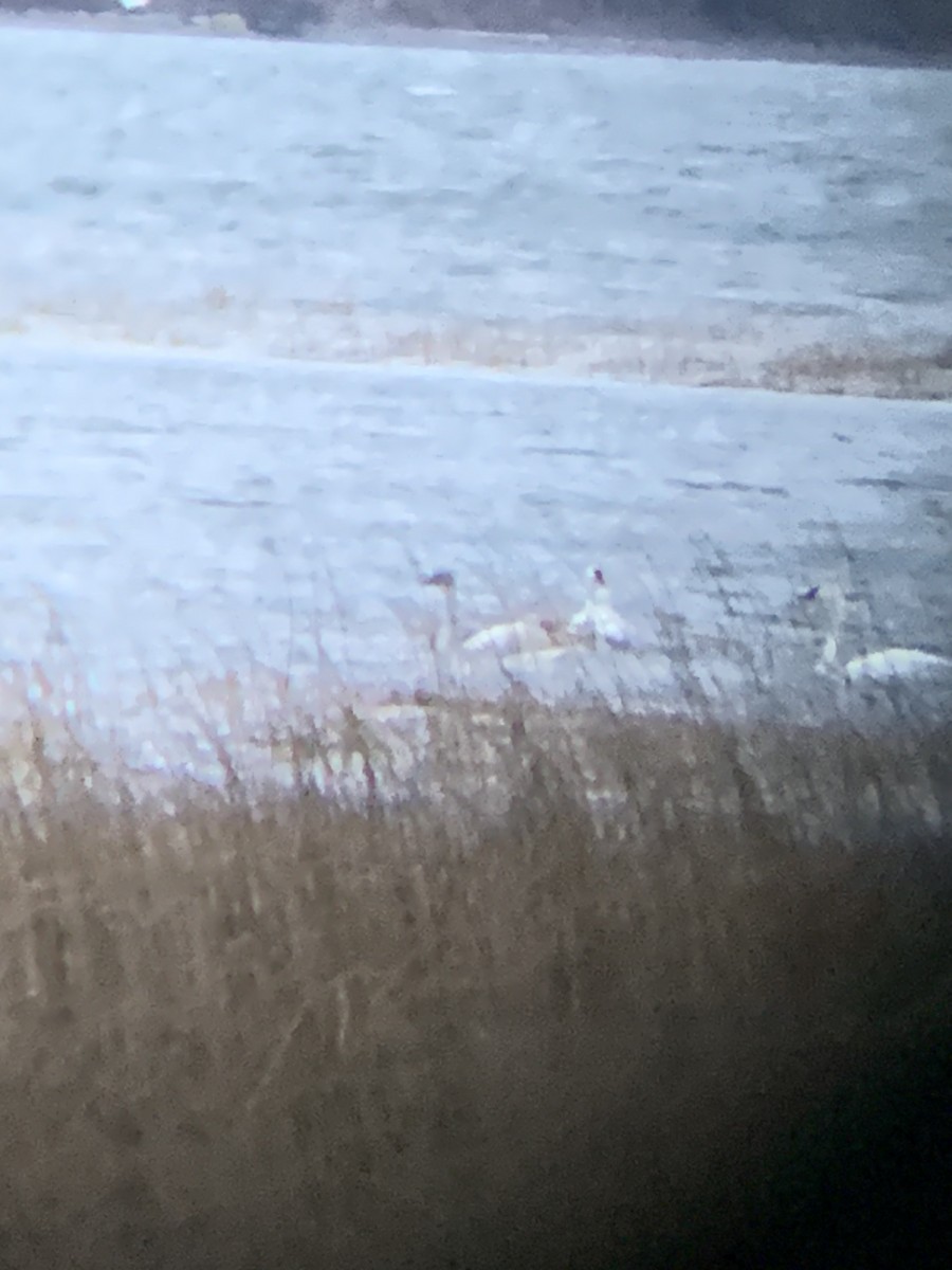 labuť trubač - ML627366189