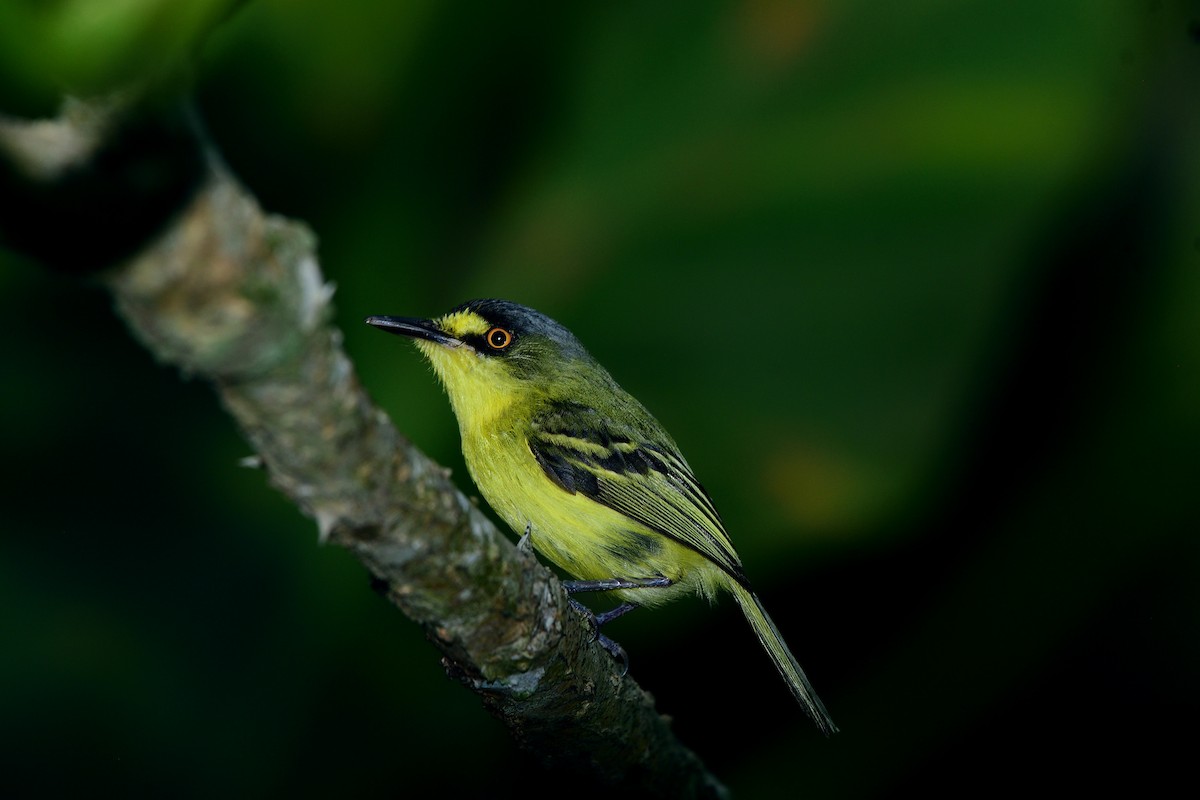 Gray-headed Tody-Flycatcher - ML627366246