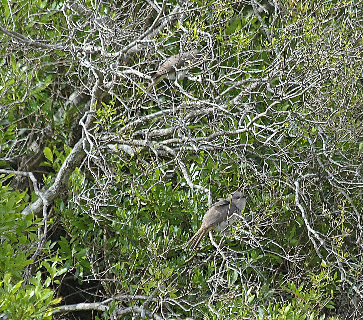 Ash-colored Cuckoo - ML627366377