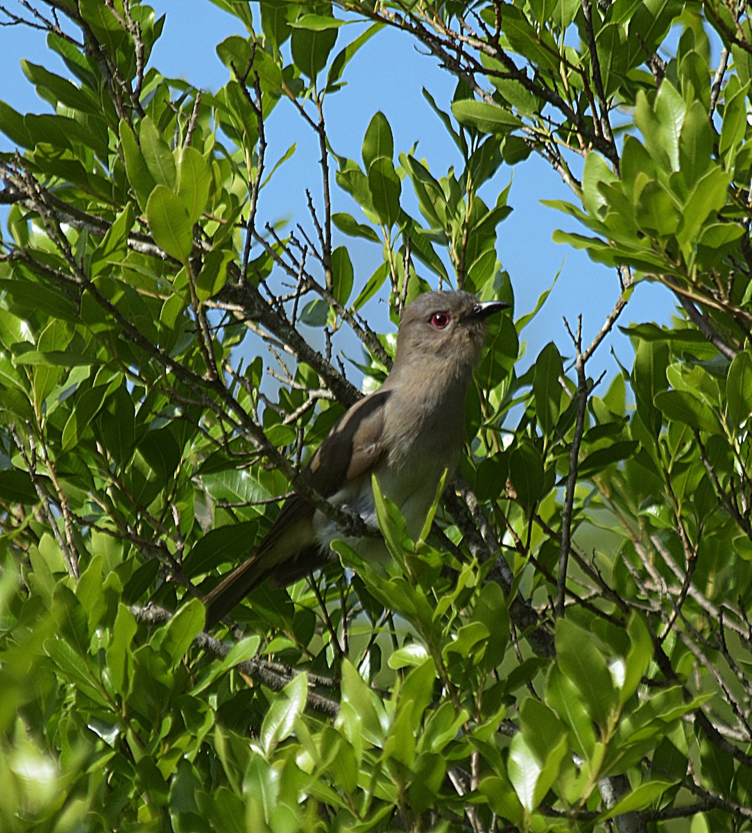 Ash-colored Cuckoo - ML627366427