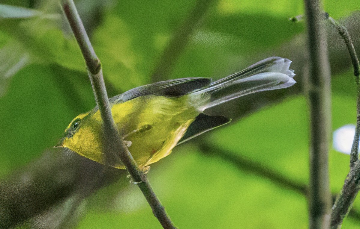 Yellow-bellied Fairy-Fantail - ML627366436