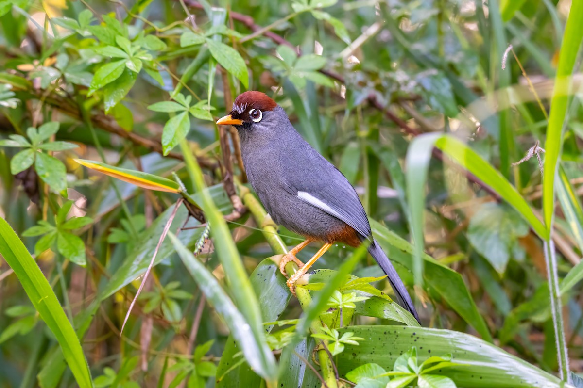 Chestnut-capped Laughingthrush - ML627366440