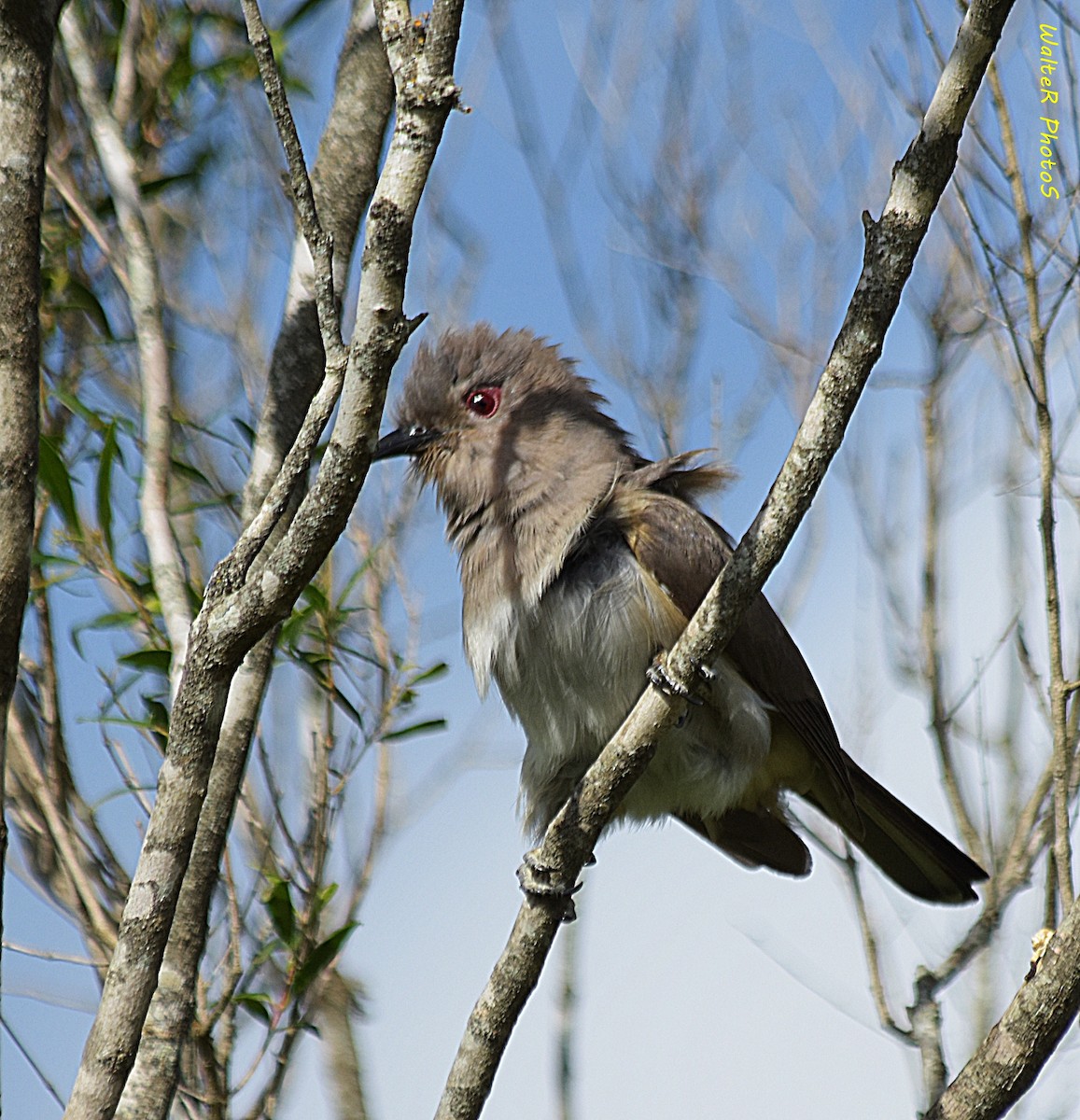 Ash-colored Cuckoo - ML627366501