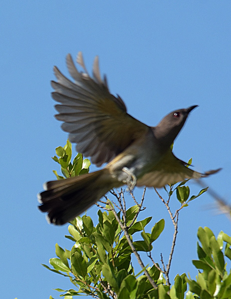 Ash-colored Cuckoo - ML627366513