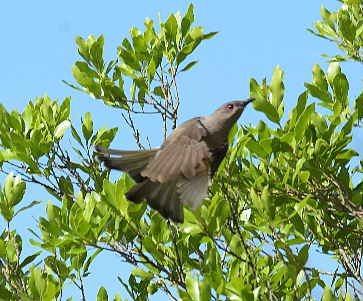 Ash-colored Cuckoo - ML627366514