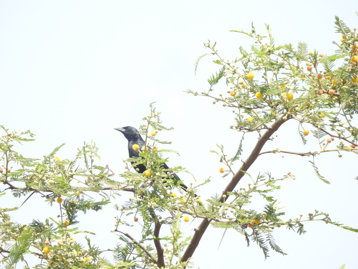 Scrub Blackbird - ML627366517