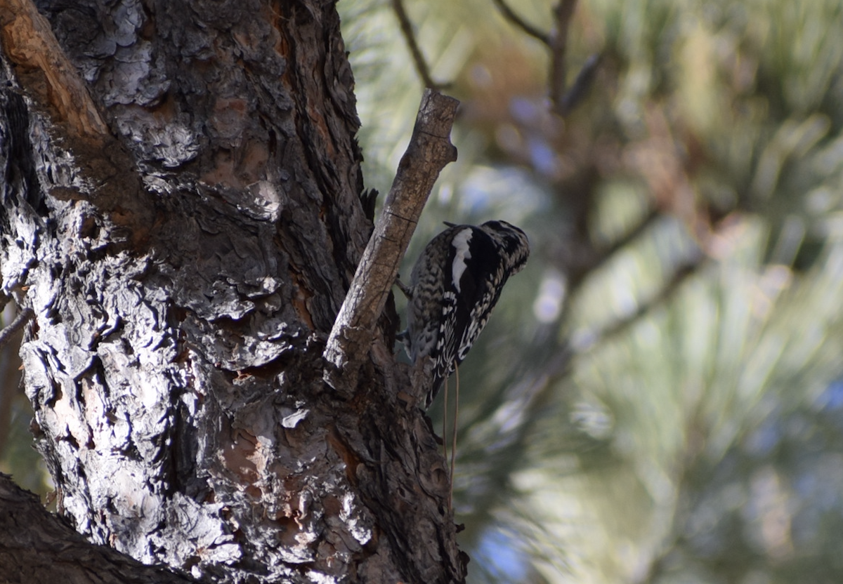 Yellow-bellied Sapsucker - ML627366669