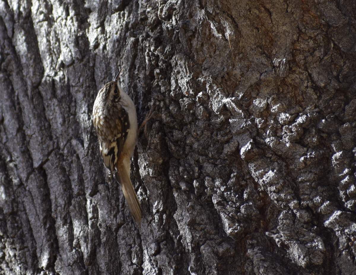 Brown Creeper - ML627366671