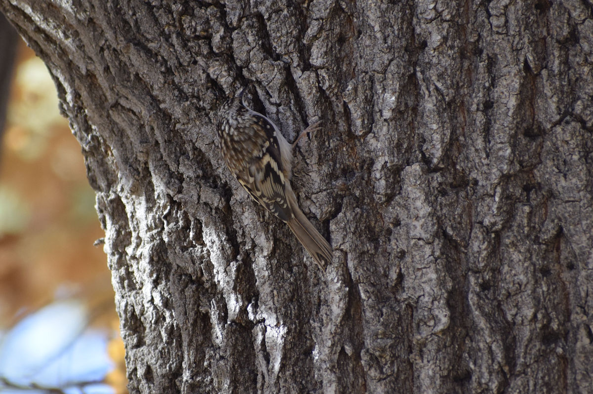 Brown Creeper - ML627366672
