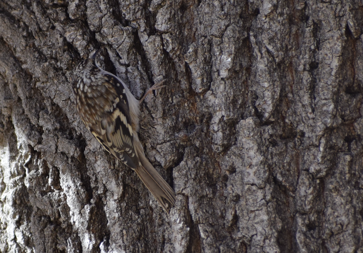 Brown Creeper - ML627366677