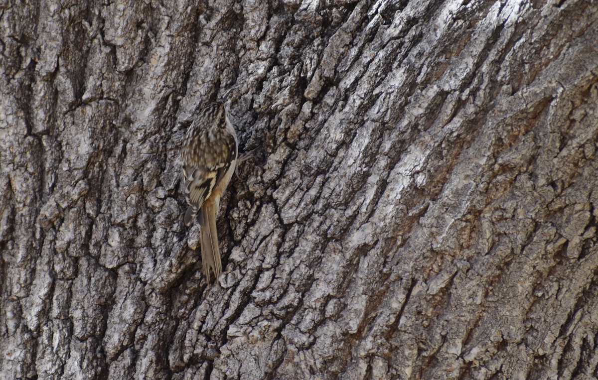 Brown Creeper - ML627366678