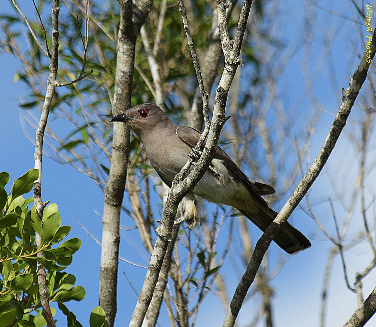 Ash-colored Cuckoo - ML627366679