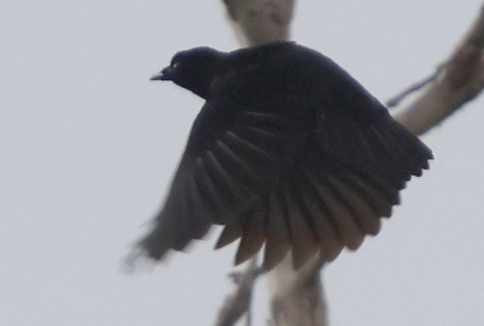 Loriasamtvogel - ML627366693