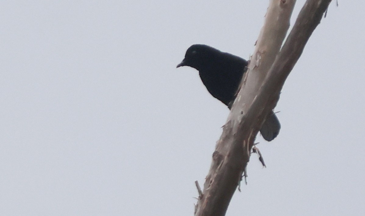 Loriasamtvogel - ML627366694