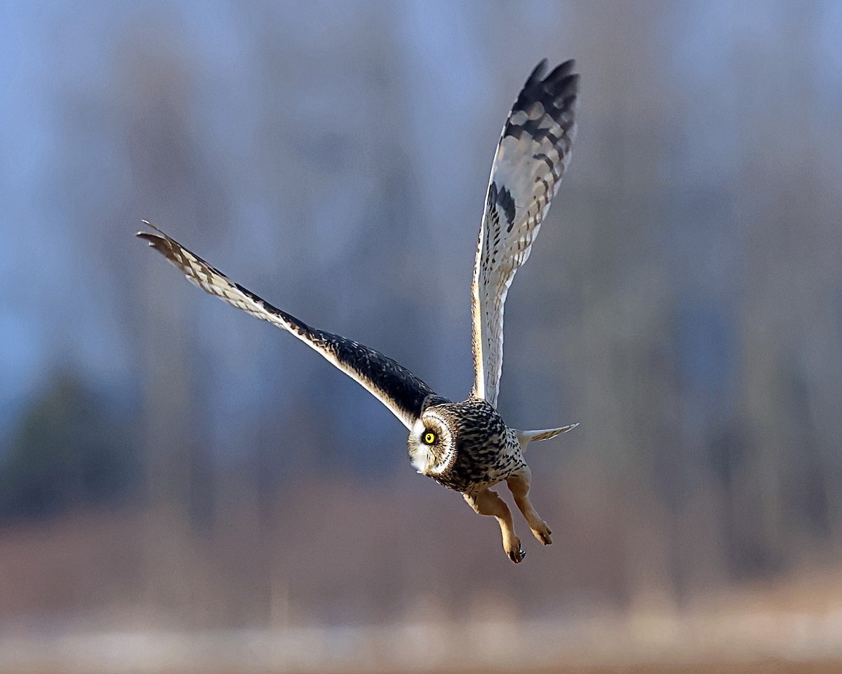 Short-eared Owl - ML627366707