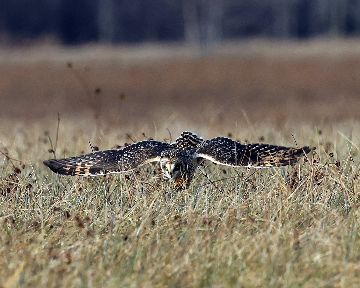 Short-eared Owl - ML627366708