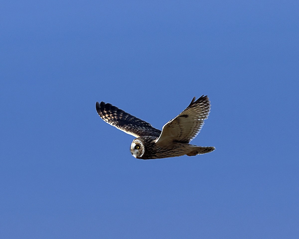 Short-eared Owl - ML627366709