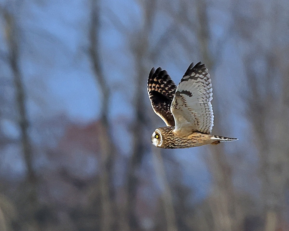 Short-eared Owl - ML627366710