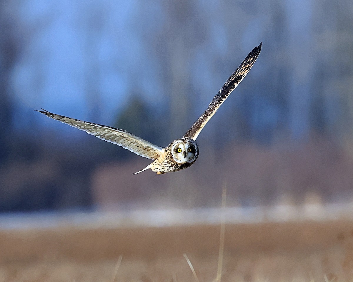 Short-eared Owl - ML627366712