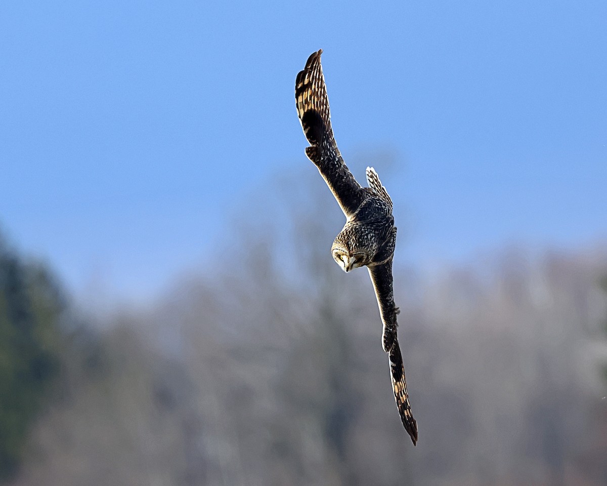 Short-eared Owl - ML627366713