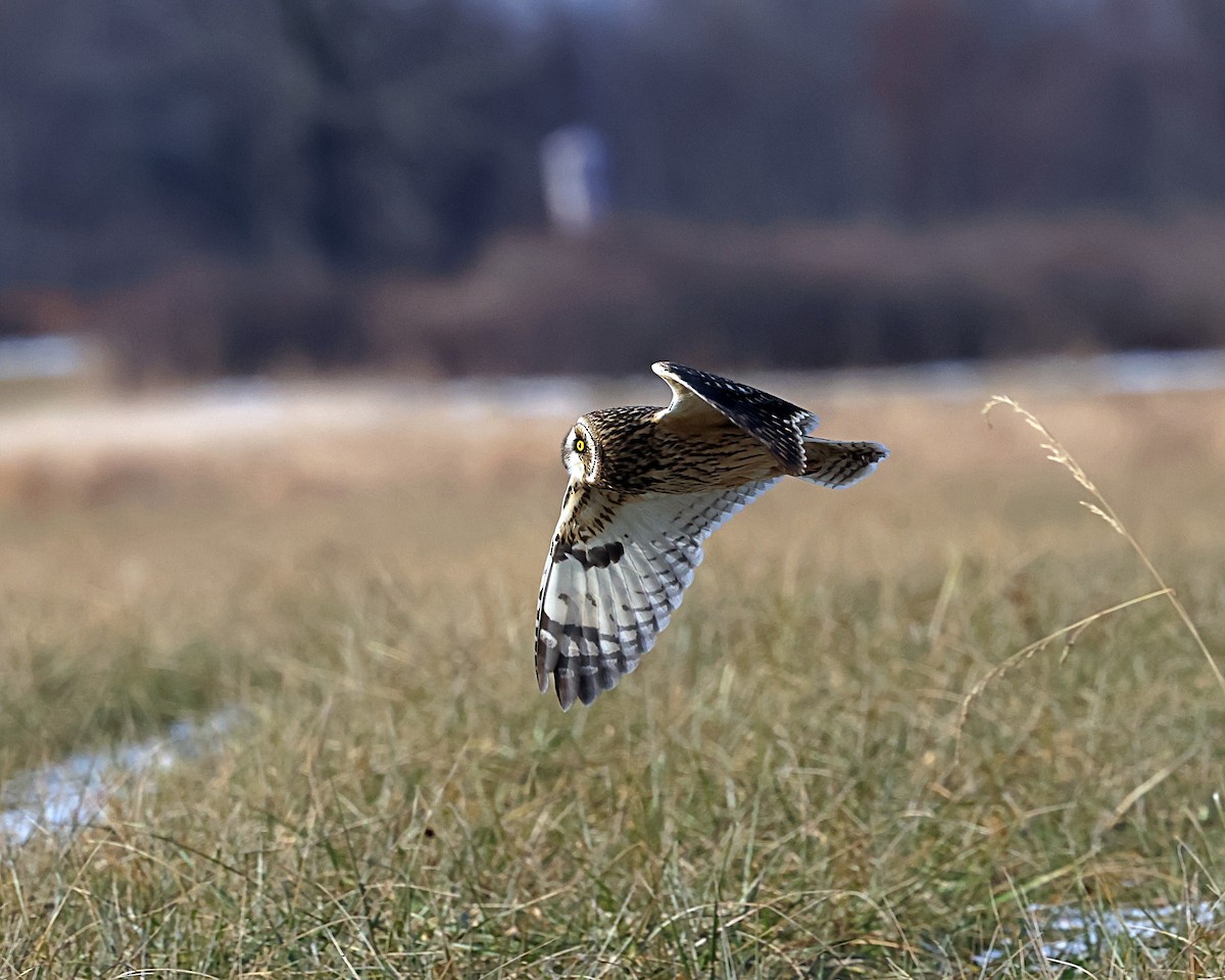 Short-eared Owl - ML627366720