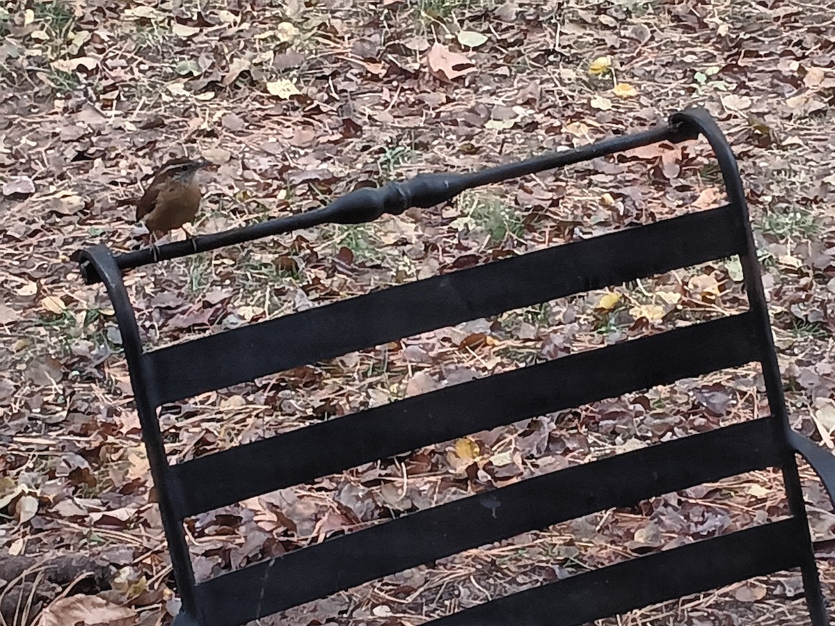 Carolina Wren - ML627366853