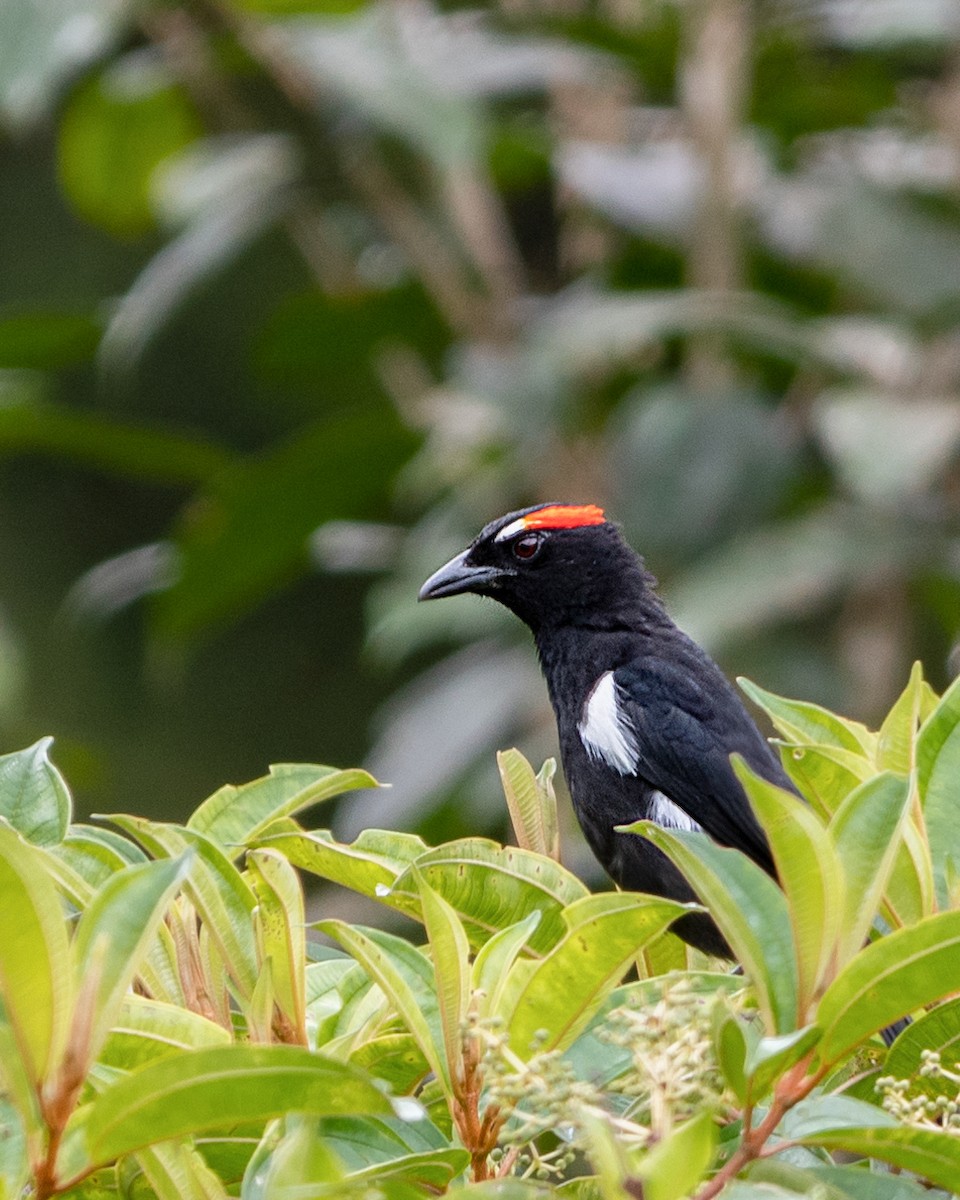 Scarlet-browed Tanager - ML627366918
