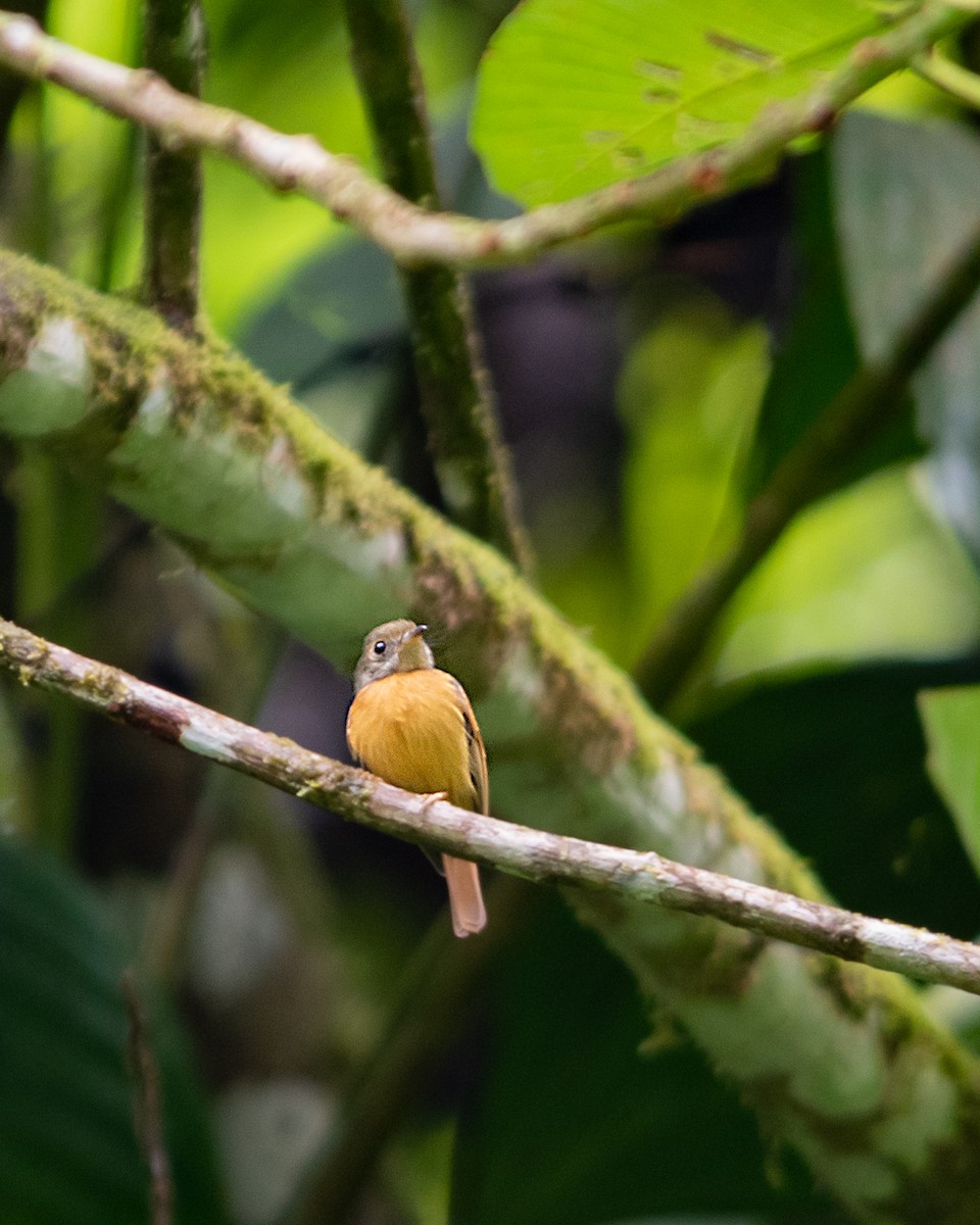 Ruddy-tailed Flycatcher - ML627366935