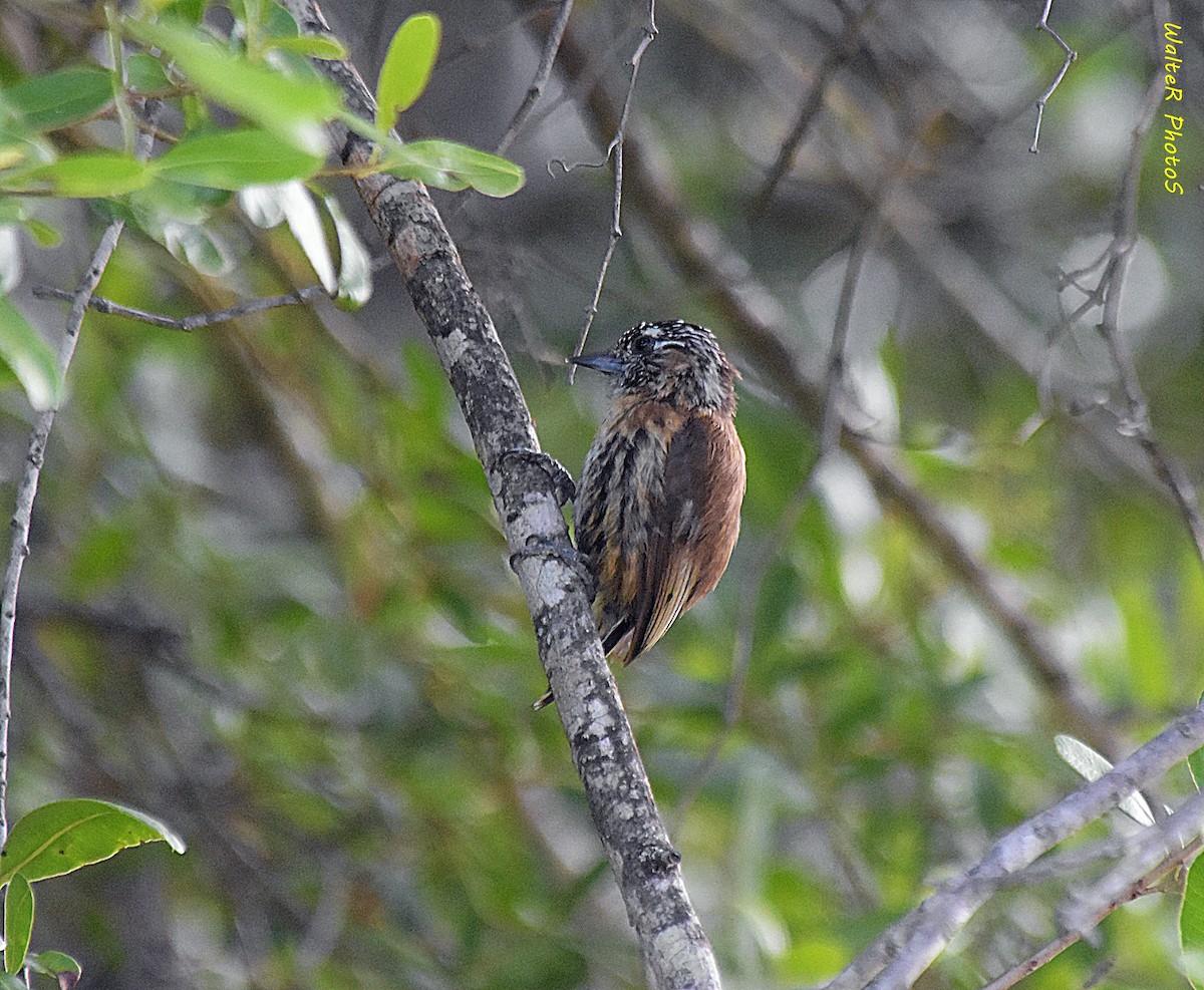 Mottled Piculet - ML627366947