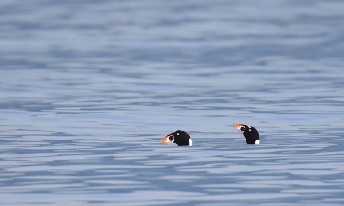 Surf Scoter - ML627366977