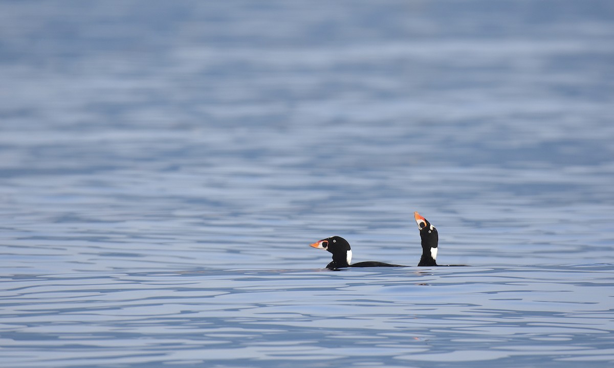 Surf Scoter - ML627366979