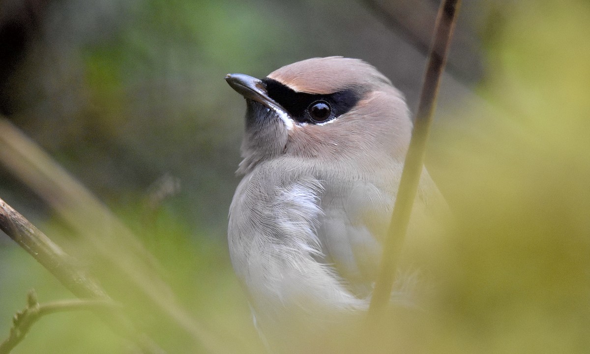 Cedar Waxwing - ML627366990