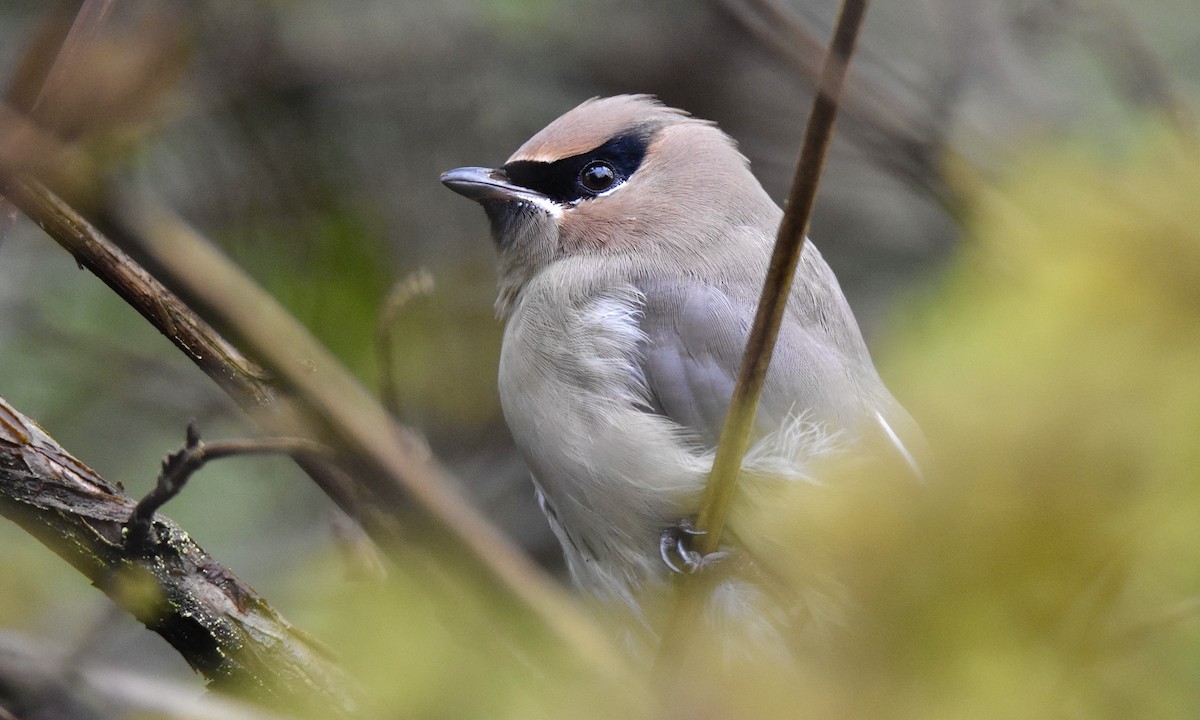 Cedar Waxwing - ML627366992