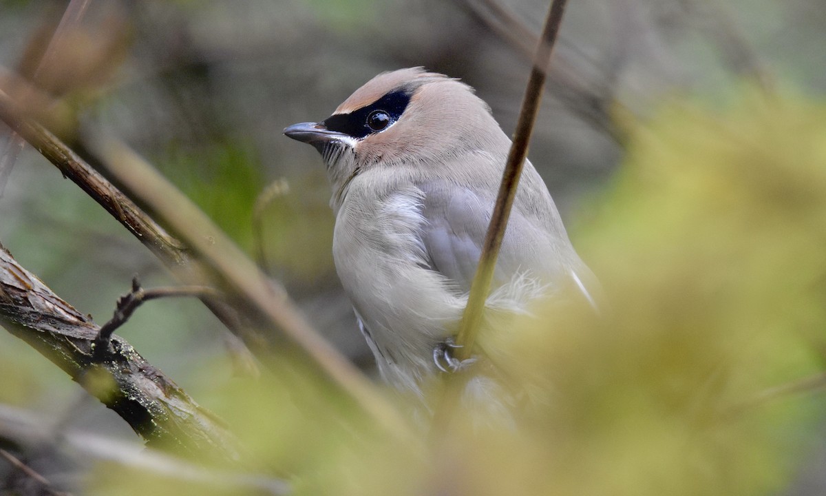 Cedar Waxwing - ML627366993