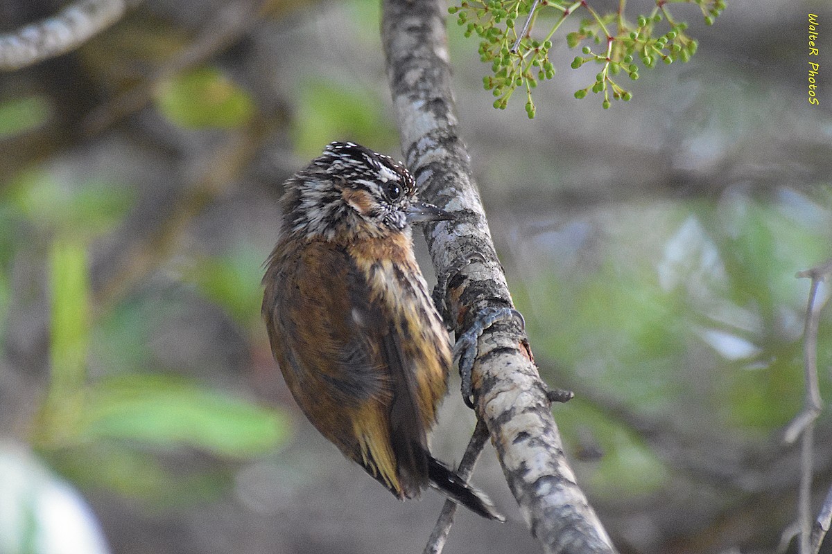 Mottled Piculet - ML627367004